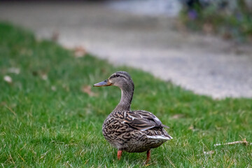duck on the grass