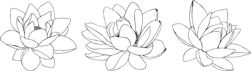 Lotus flowers drawn by graphics in vector. For interior print decoration, postcard, fabric, sketchbook cover.