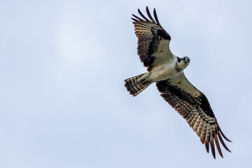 osprey in flight