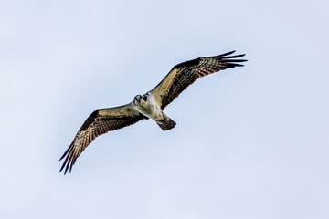 osprey in flight