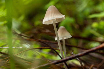 mushrooms in the forest in winter