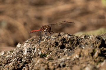 red dragonfly perched on a rock