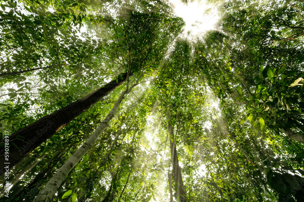 Canvas Prints bottom view of tree trunk to green leaves of trees in tropical forest. tree forest for sale carbon c