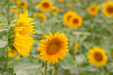 viele Sonnenblumen auf einem Feld