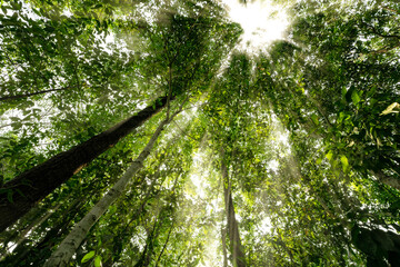 Bottom view of tree trunk to green leaves of trees in tropical forest. Tree forest for sale carbon...