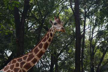 A Long Giraffe Neck with Trees and Nature in the Background
