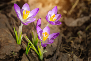 Purple Crocus Flowers in Spring. High quality photo...
