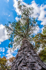 Pine tree with long needle leaves against a blue sky with clouds, Louisiana