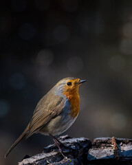 robin on a branch