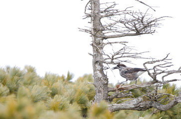 Spotted nutcracker eating.