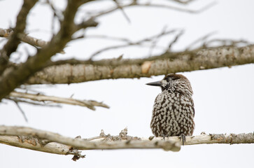 Spotted nutcracker Nucifraga caryocatactes japonica.