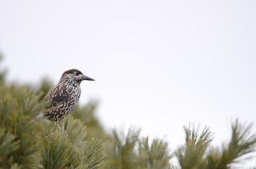Spotted nutcracker Nucifraga caryocatactes japonica.