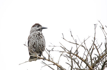 Spotted nutcracker Nucifraga caryocatactes japonica.