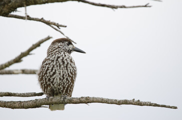 Spotted nutcracker Nucifraga caryocatactes japonica.
