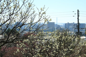 白梅が満開の岡本公園(岡本梅園)から見た兵庫県神戸市東灘区の風景