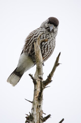 Spotted nutcracker Nucifraga caryocatactes japonica.