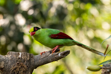 Common green magpie or Cissa chinensis observed in Latpanchar in West Bengal, India