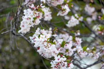 桜　目黒川　Sakura Meguro River