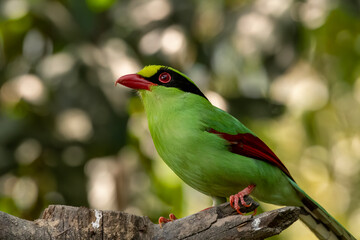 Common green magpie or Cissa chinensis observed in Latpanchar in West Bengal, India
