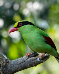 Common green magpie or Cissa chinensis observed in Latpanchar in West Bengal, India