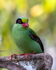 Fototapeta na wymiar Common green magpie or Cissa chinensis observed in Latpanchar in West Bengal, India