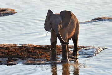 Junger Afrikanischer Elefant (loxodonta africana) spielt am Wasserloch von Halali und löscht seinen Durst. 