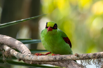 Common green magpie or Cissa chinensis observed in Latpanchar in West Bengal, India