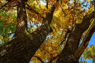 Autumn bright oak leaves with branches against the blue sky.