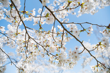 Sakura flower, Niigata, Japan 2023_3