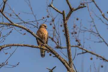 Red- shouldered Hawk watches for prey from a tree branch