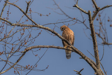 Red- shouldered Hawk watches for prey from a tree branch