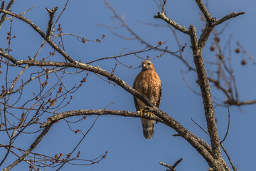 Red- shouldered Hawk watches for prey from a tree branch