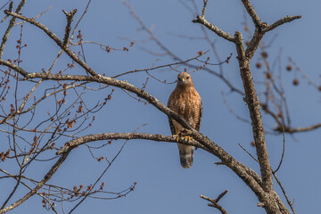 Red- shouldered Hawk watches for prey from a tree branch
