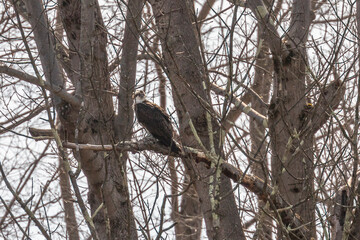 Osprey perched on a tree branch along the river