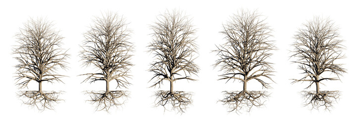 trees with roots, leafless plants, isolated on transparent background