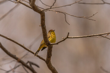 Palm Warbler perched on a tree branch