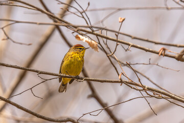 Fototapeta premium Palm Warbler perched on a tree branch