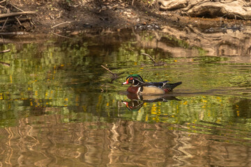 Male Wood Duck swims through the water of the river