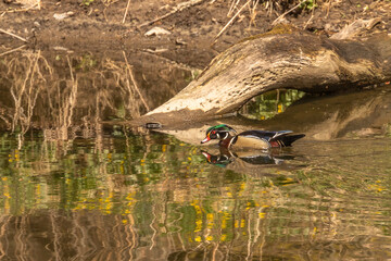 Male Wood Duck swims through the water of the river