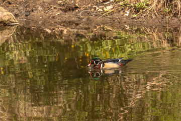 Male Wood Duck swims through the water of the river