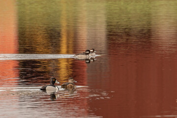 A pair of female Bufflehead Ducks swim behind Ring-necked Ducks