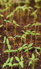 seedlings grow in the ground, plant care, earth day, sprouts sprout