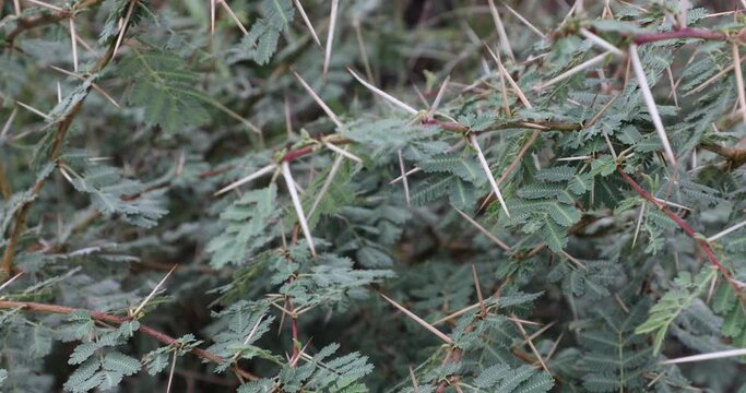 Gum arabic tree. Vachellia nilotica. Acacia nilotica. Babul. Thorn mimosa. Egyptian acacia. Thorny acacia.