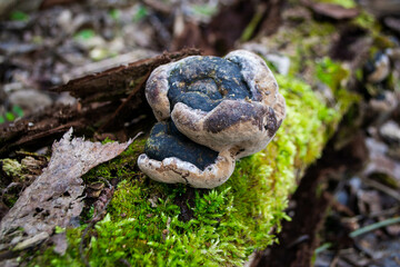 Obraz premium A mushroom sits on a log in the woods. High quality photo