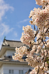 小田原城の桜 ( 神奈川県 小田原市 )