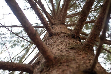 Stem of an evergreen coniferous tree for a background