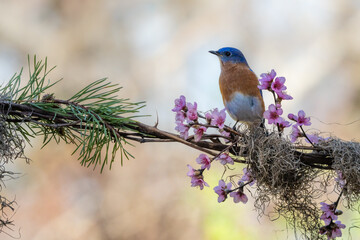 Eastern bluebird