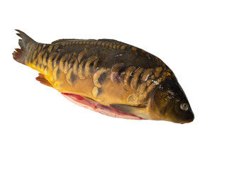 Carp fish isolated on white background. Carp on a white background. Close-up.