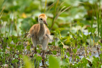 Sandhill crane colt