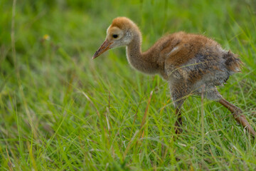 Sandhill crane colt